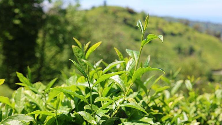 Karadenizde 1 günlük çay yevmiyesi belli oldu