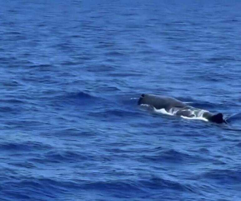 Fethiye açıklarında kaydedildi Görenler gözlerine inanamadı, dev hazine su yüzüne çıktı