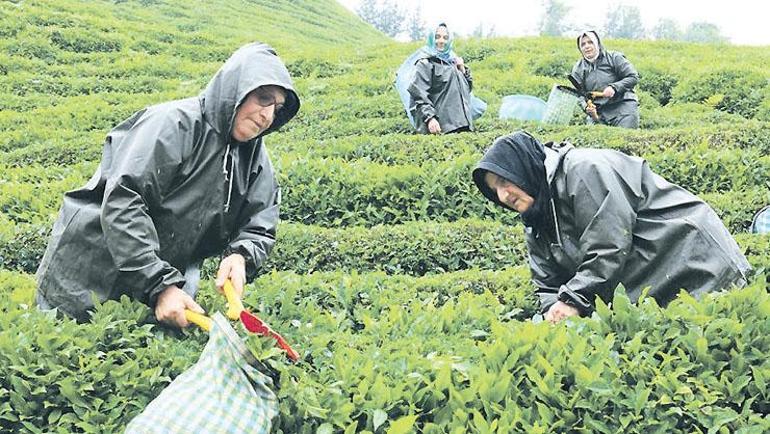 Türk çayını dünyada 1 numara yapacak proje