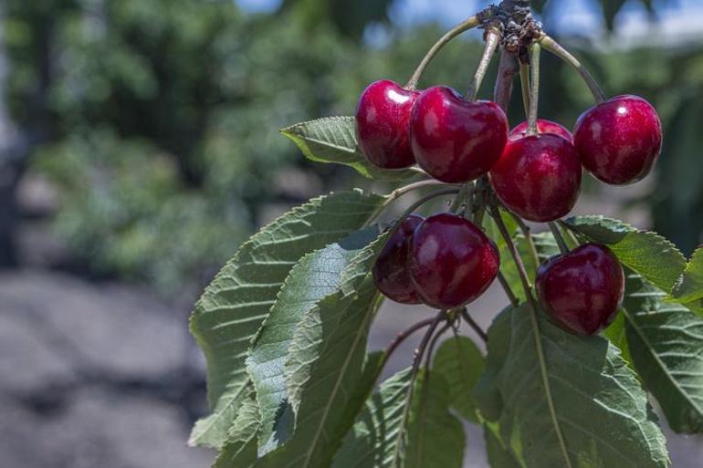 Sır gibi olay Bahçeden yediği kiraz sonu oldu
