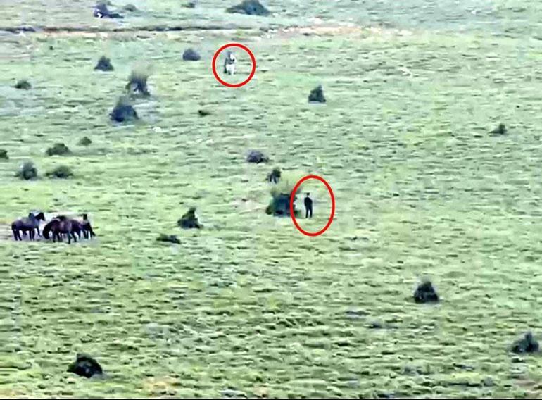 Yılkı atlarını çalarken suçüstü Vicdansızların kaçış anı kamerada