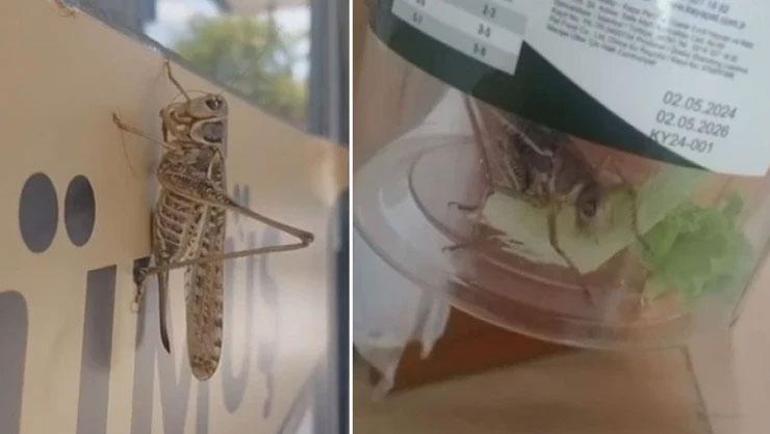 Balkanlardan gelen dev çekirgeler Marmaraya yayıldı Bir ilde daha görüldü