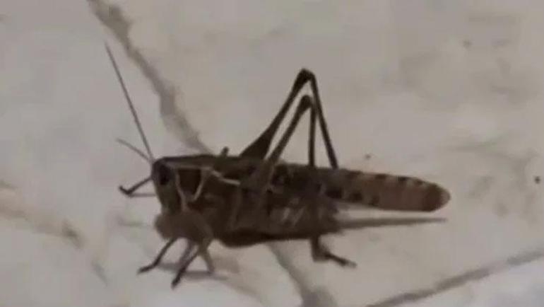 Balkanlardan gelen dev çekirgeler Marmaraya yayıldı Bir ilde daha görüldü