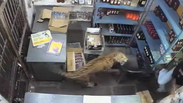 Dükkana giren leopar dehşet saçtı Çalışana saldırdı