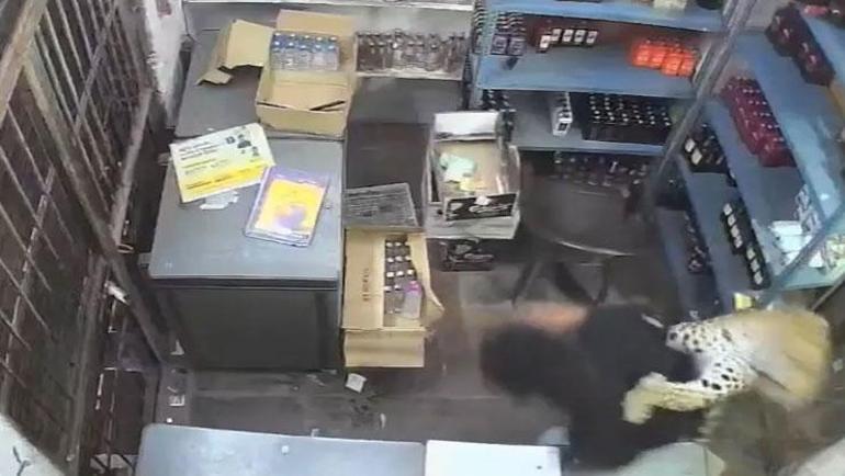 Dükkana giren leopar dehşet saçtı Çalışana saldırdı