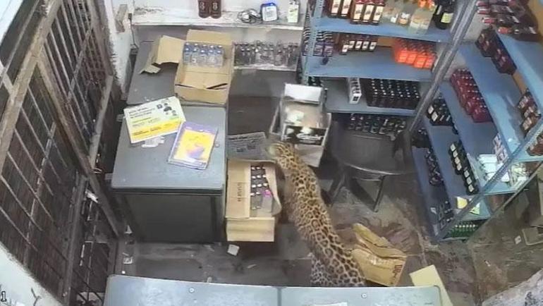 Dükkana giren leopar dehşet saçtı Çalışana saldırdı