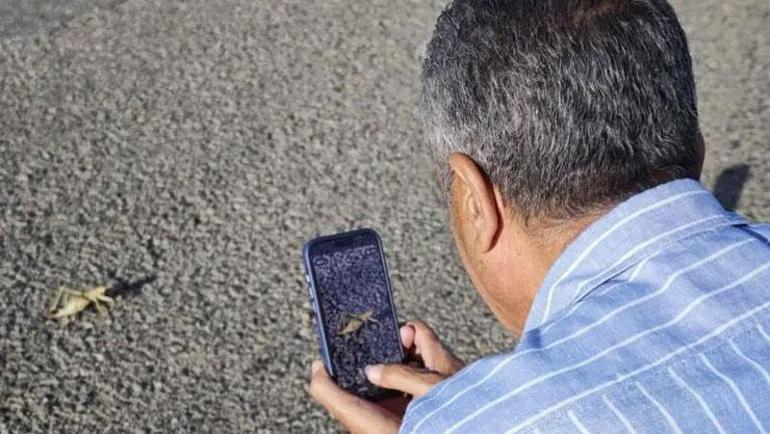 Dev çekirgeler ortaya çıktı Boyları 15 santimetreyi buldu