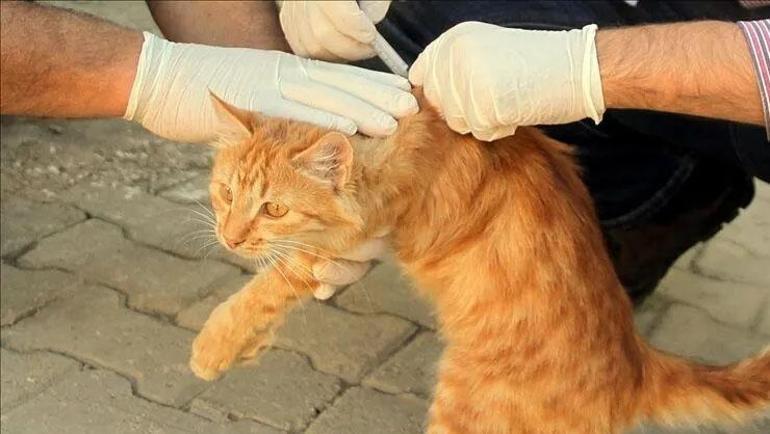 Büyük tehlike 4 ay sonra ortaya çıktı Kuduzda korkutan gerçek: 1 yıl sonra bile öldürebilir