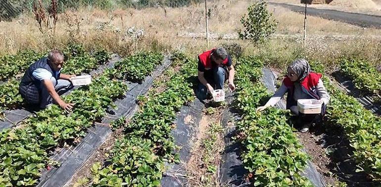 Devlet desteğiyle başladı, siparişlere yetişemez oldu 1840 rakımda çilek bereketi