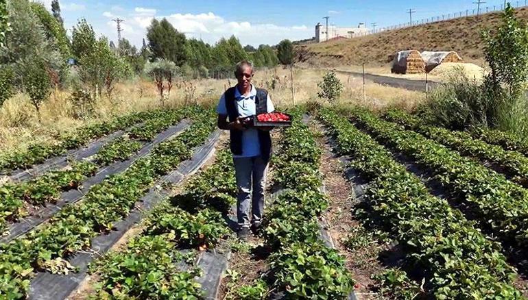 Devlet desteğiyle başladı, siparişlere yetişemez oldu 1840 rakımda çilek bereketi