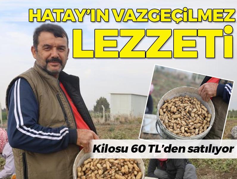 Hatay'ın vazgeçilmez lezzeti! İmece usulü toplanıyor: Kilosu 60 TL