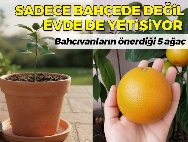 Bir odanın içinde yetiştirebileceğiniz meyve ağaçları! Bahçıvanlar öneriyor