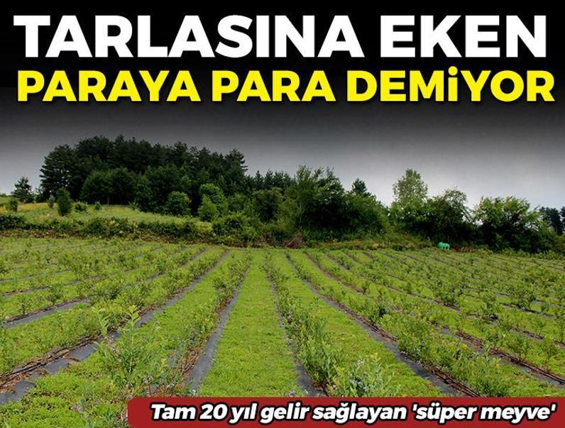 Meğer tarlası olan paraya para pemiyormuş! Tam 20 yıl gelir sağlayan 'süper meyve' Çiftçinin yeni gözdesi oldu