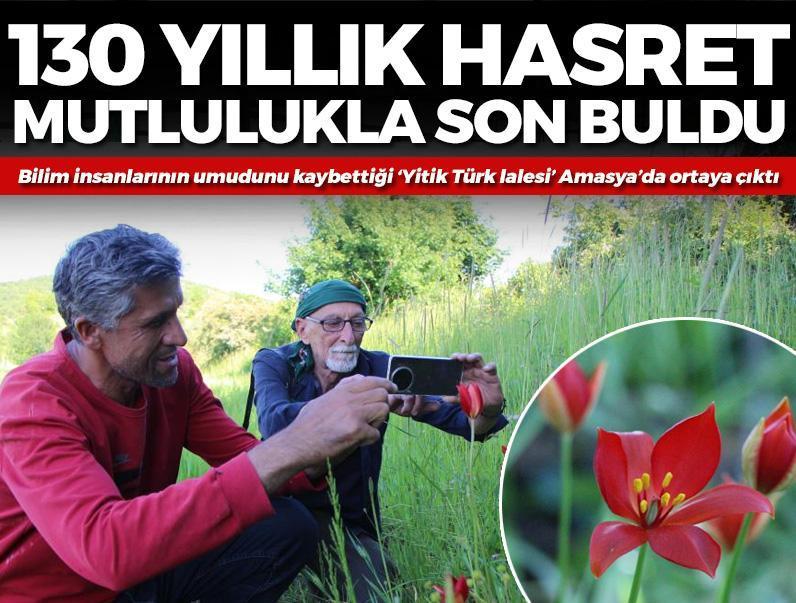 130 yıllık hasret son buldu! Bilim insanlarının umudunu yitirdiği 'Yitik Türk lalesi' Amasya'da ortaya çıktı