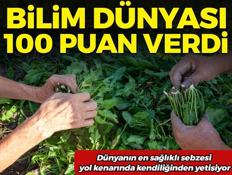 Yanından geçip gidiyoruz ama kimse yüzüne bakmıyor! Bilim dünyası 100 tam puan verdi! Dünyanın en sağlıklı sebzesi yol kenarında kendiliğinden yetişiyor