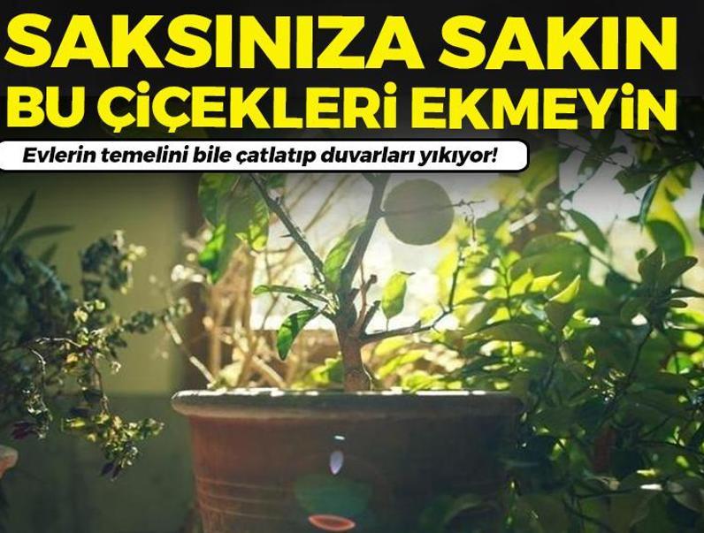 Evlerin temelini bile çatlatıp duvarları yıkıyor! Bahçesine, saksısına sakın ekmesin: Asla ekmemeniz gereken 4 istilacı bitki...