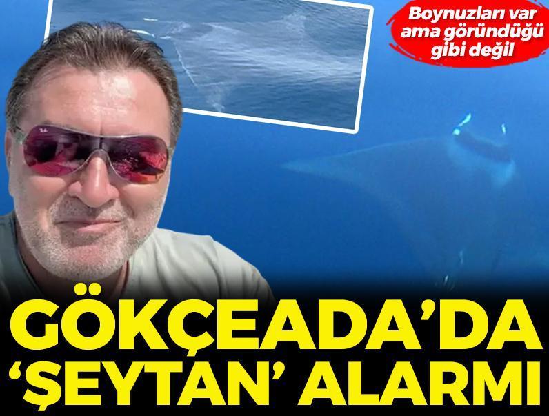 Gökçeada'da 'şeytan' alarmı! Boynuzları var ama göründüğü gibi değil