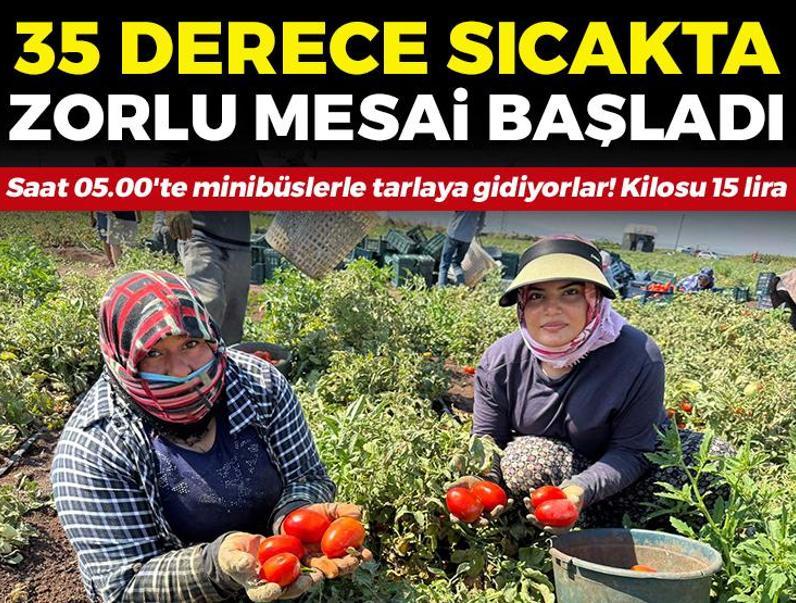 Saat 05.00'te minibüslerle tarlaya gidiyorlar: 35 derece sıcakta zorlu mesai: Kilosu 13-15 liraya kadar düştü!