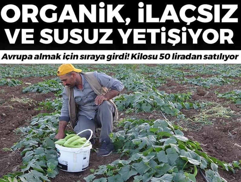 Ne bir damla su var ne de ilaç istiyor! Avrupa almak için sıraya girdi! Kilosu 50 liradan kapış kapış giden o ürün...