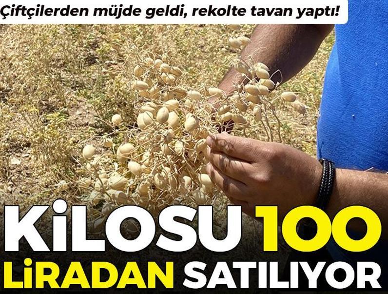 Çiftçilerden müjde geldi, rekolte tavan yaptı! Kilosu 100 TL'den satılan protein deposu mutfakları şenlendiriyor