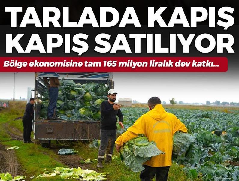 Tarlada kapış kapış satılıyor! Bölge ekonomisine tam 165 milyon liralık dev katkı...