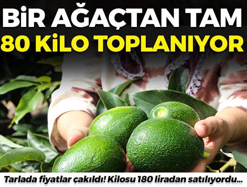 Bir ağaçtan tam 80 kilo topluyor: Tarlada fiyatlar çakıldı! Kilosu 180 liradan satılıyordu...