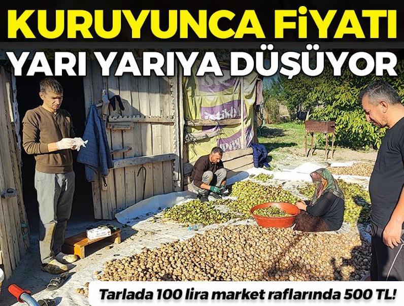 Tarlada 100 lira market raflarında 500 TL! Yozgat'ta rekor verim var ama çiftçi dertli...